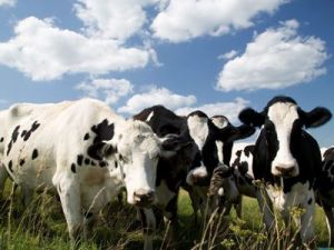 Новые фермерские хозяйства за счет импорта племенного скота