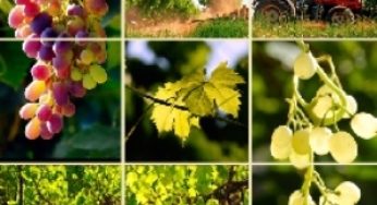 В Армении увеличат площадь орошаемых земель