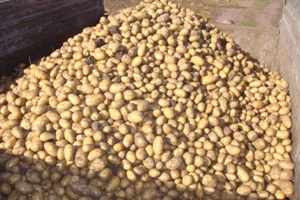 Армения готова поставить в РФ до 10 тыс. тонн семенного картофеля