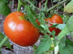Турецким помидорам – нет