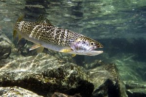 Неконтролируемый отлов и загрязнение рек угрожают севанской рыбе