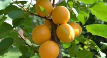 Аграрный сектор стал привлекательным для доноров и инвесторов