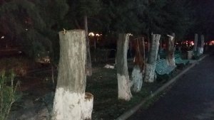 Президент Серж Саргсян откликнулся на незаконную вырубку деревьев в Давиташене