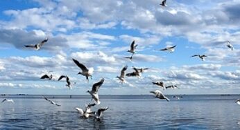 Озеленяется Севан