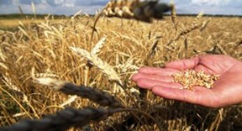 От импорта к собственному производству: в актуальной повестке — развитие семеноводства