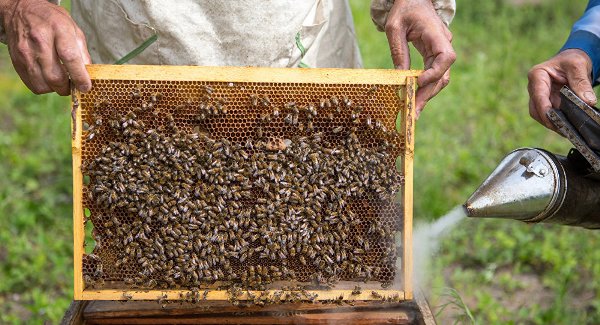 Пчеловоды просят поддержку
