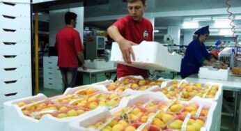 Объемы экспорта абрикоса увеличились