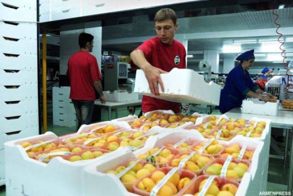 Объемы экспорта абрикоса увеличились