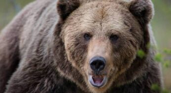 Медведь нанес ущерб в селе Гохтаник