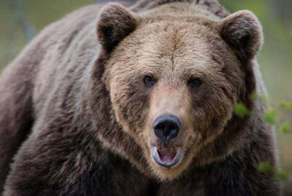 Медведь нанес ущерб в селе Гохтаник