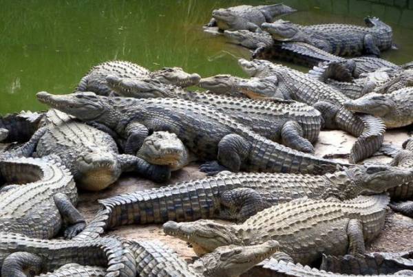Крокодильи яйца в Армению