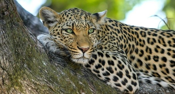 Штраф за охоту на леопарда вырастет до 100 млн драмов