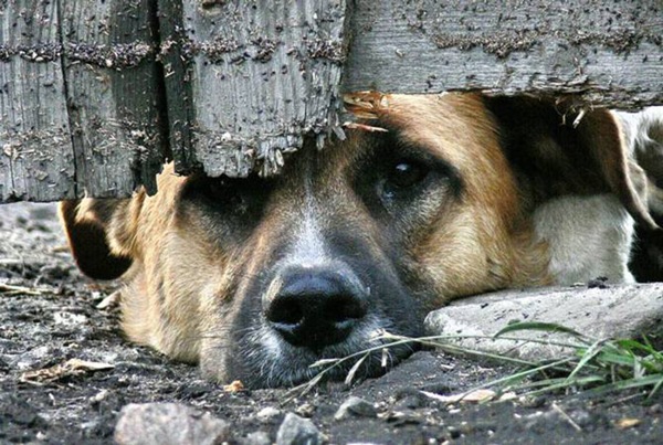 Уголовная ответственность за жестокое обращение с животными