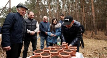 Семя кедра в Дендропарке