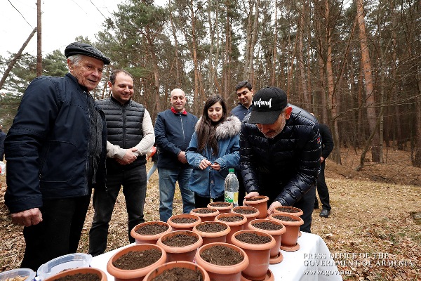 Семя кедра в Дендропарке