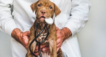 Зараженных коронавирусом будут выявлять собаки