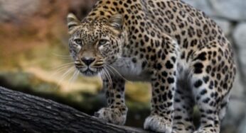 Для сохранения вида леопарда в Тавушской области
