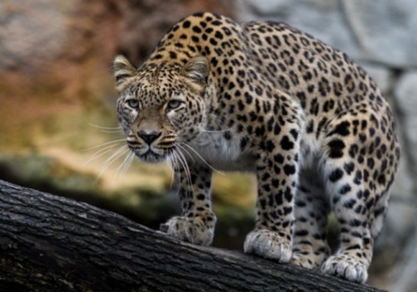 Для сохранения вида леопарда в Тавушской области