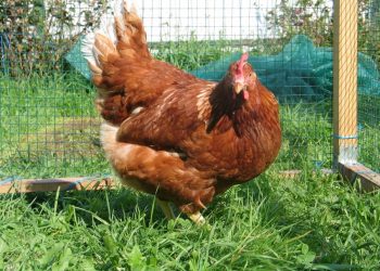 Пошлина в помощь