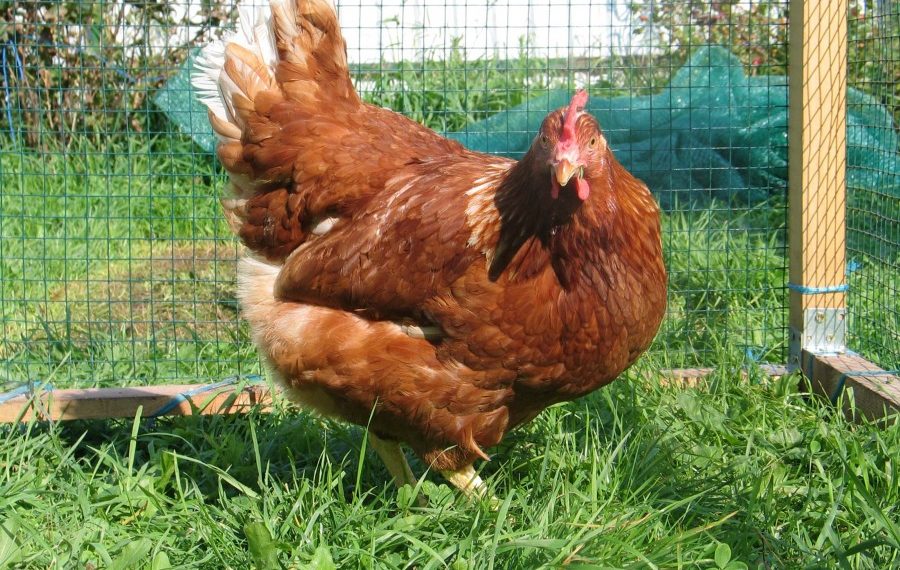 Пошлина в помощь