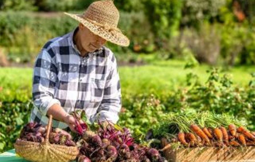 сельское хозяйство