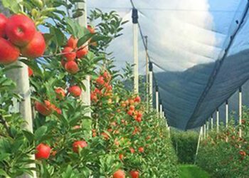 Как в Армении повышают производительность земледелия?