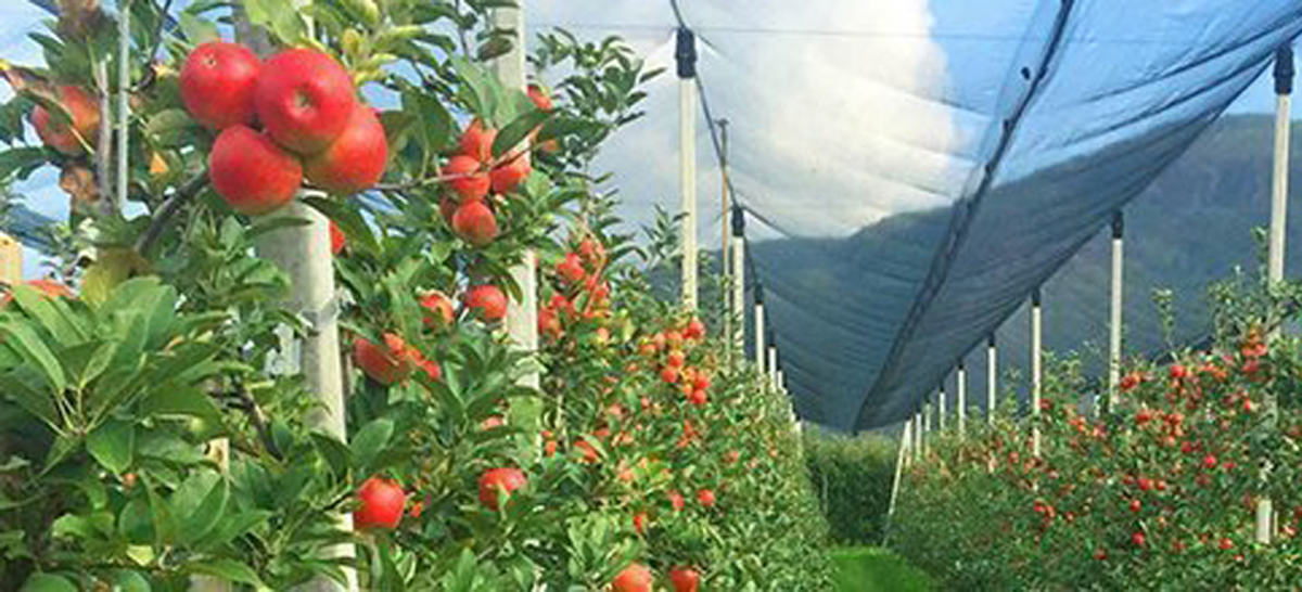Как в Армении повышают производительность земледелия?
