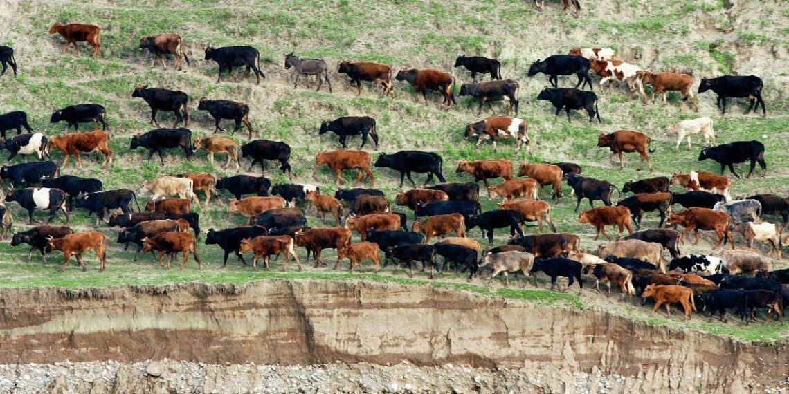 Азербайджанские военнослужащие — скотокрады: подробности преступления