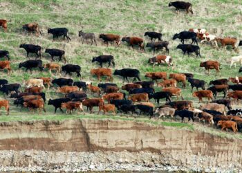 Азербайджанские военнослужащие — скотокрады: подробности преступления