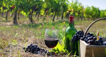 Забудьте о Франции, Армения — центр виноделия