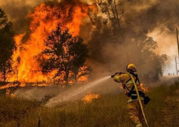 Турецкие власти задержали женщину, протестовавшую против министра лесного хозяйства