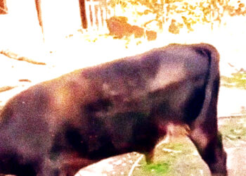 Aзербайджанские ВС уже пятый месяц занимаются скотокрадством, теперь же пытаются обложить данью и иранских бизнесменов