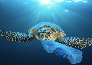 В Армении будет введен запрет на полиэтиленовые пакеты