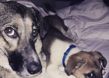 Какой породы ваша собака? Чистокровный Двортерьер!