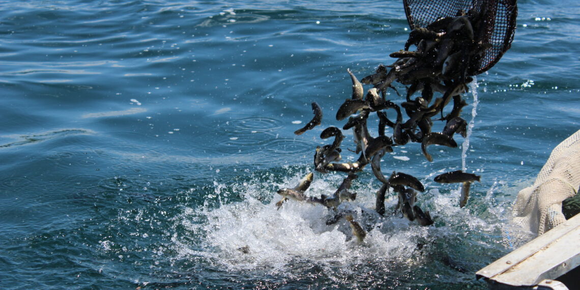 Рыбоводческие хозяйства Армении лидируют по экспорту