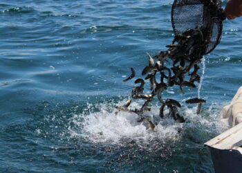 Рыбоводческие хозяйства Армении лидируют по экспорту