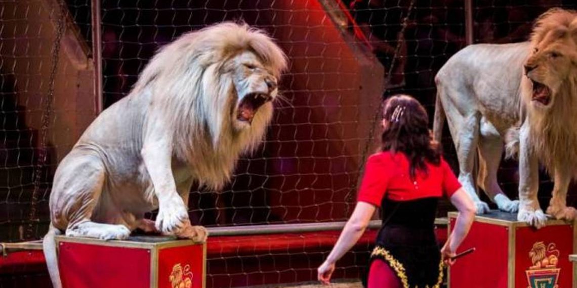 Использование некоторых видов диких животных в цирке будет запрещено: Парламент Армении принял проект закона