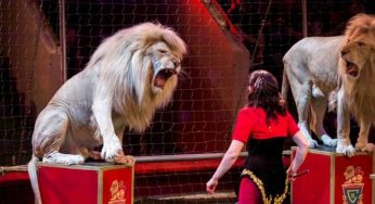 Использование некоторых видов диких животных в цирке будет запрещено: Парламент Армении принял проект закона