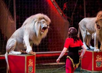 Использование некоторых видов диких животных в цирке будет запрещено: Парламент Армении принял проект закона