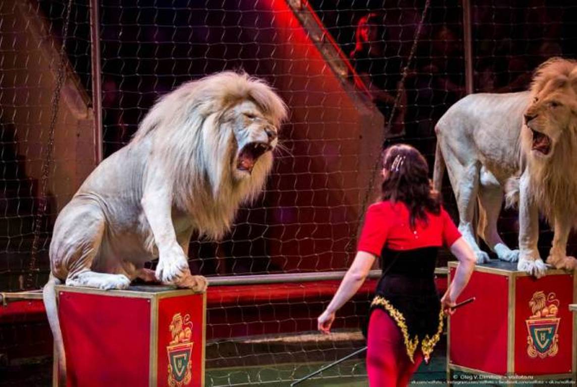 Использование некоторых видов диких животных в цирке будет запрещено: Парламент Армении принял проект закона