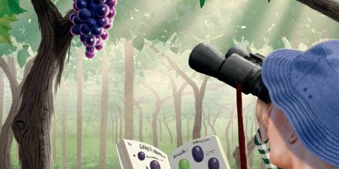 Известный критик New York Times считает сорт армянского винограда «Арени» достойным большего признания