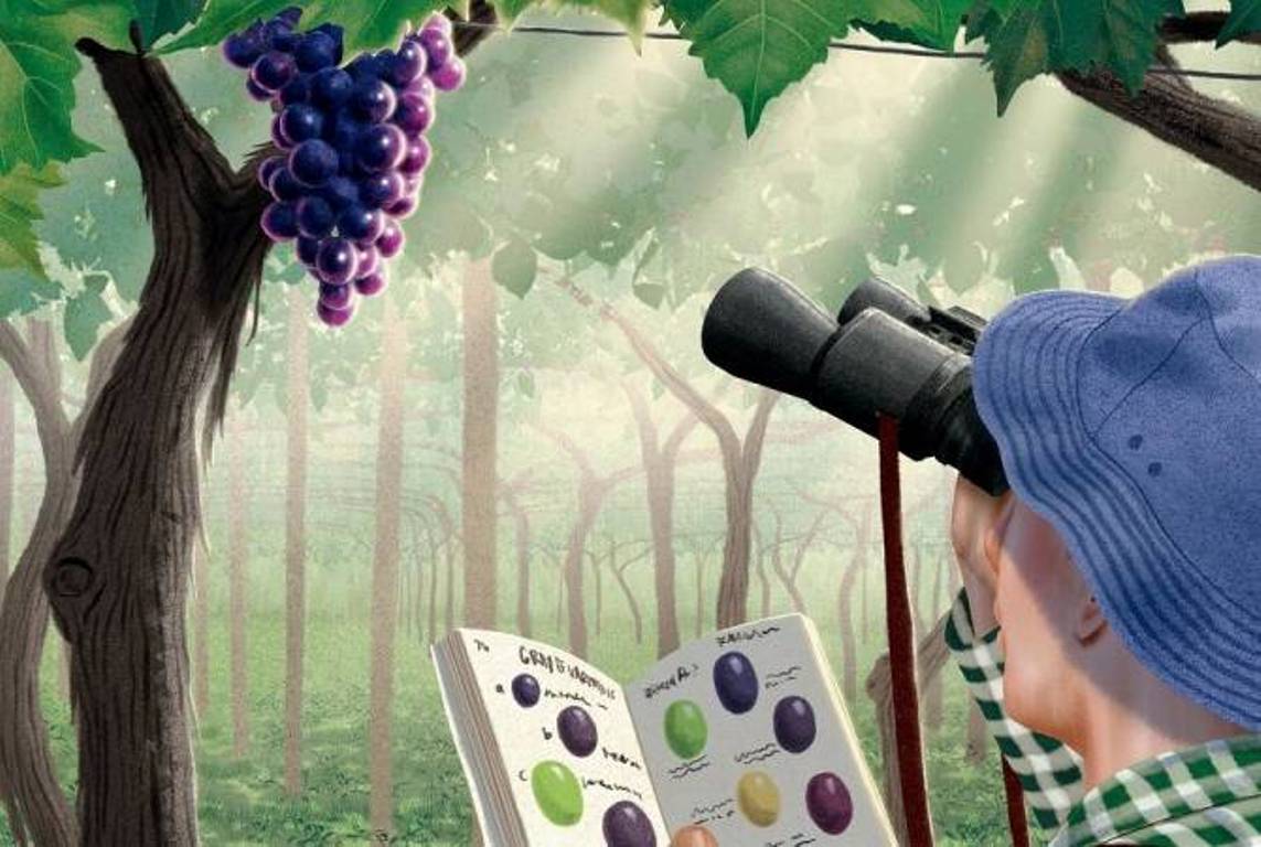 Известный критик New York Times считает сорт армянского винограда «Арени» достойным большего признания