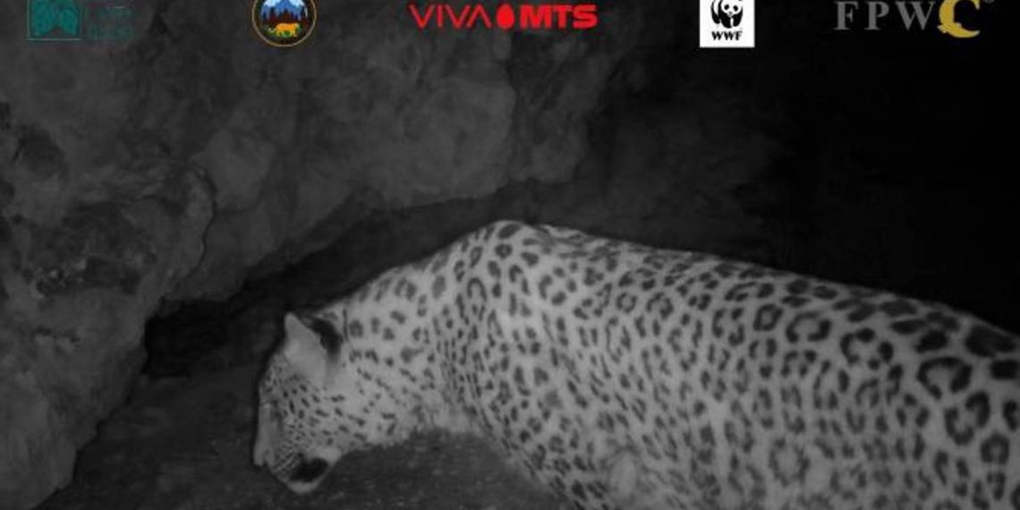 Видеокамеры Кавказского заповедника биоразнообразия зафиксировали еще одного леопарда