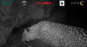 Видеокамеры Кавказского заповедника биоразнообразия зафиксировали еще одного леопарда