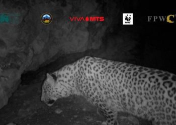 Видеокамеры Кавказского заповедника биоразнообразия зафиксировали еще одного леопарда