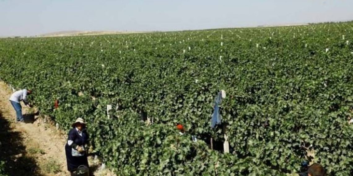 В Армении намерены объединить земли сельхозназначения