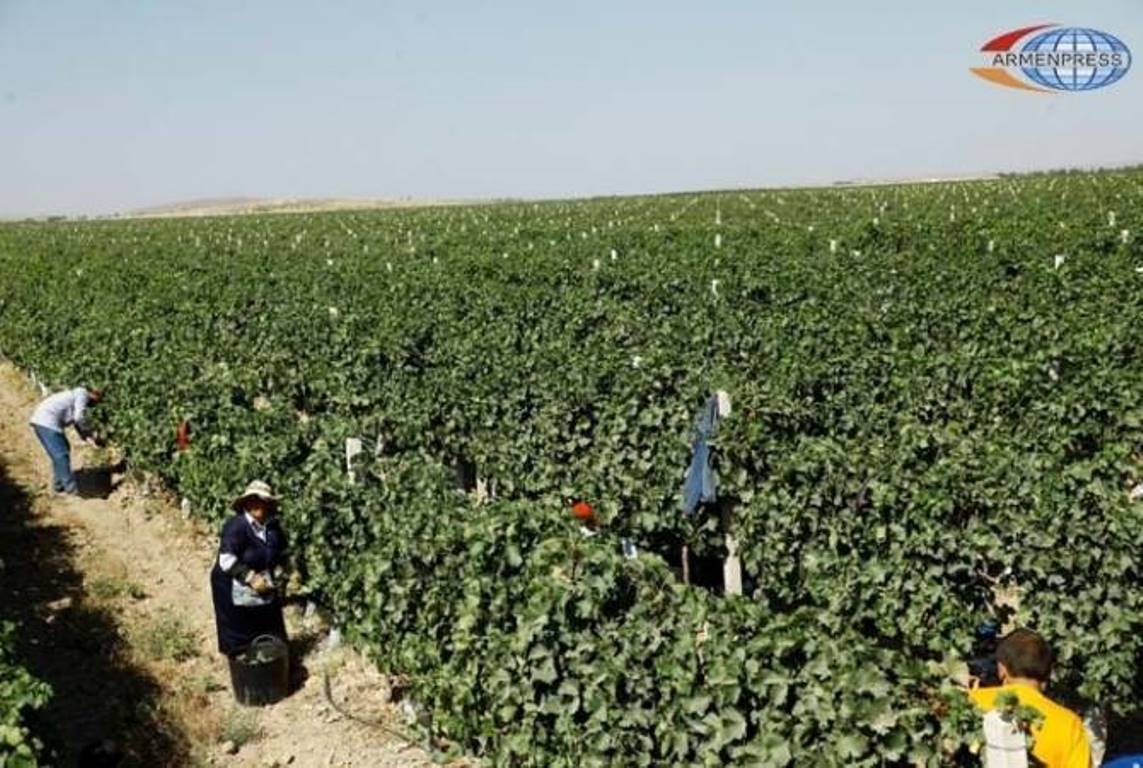 В Армении намерены объединить земли сельхозназначения