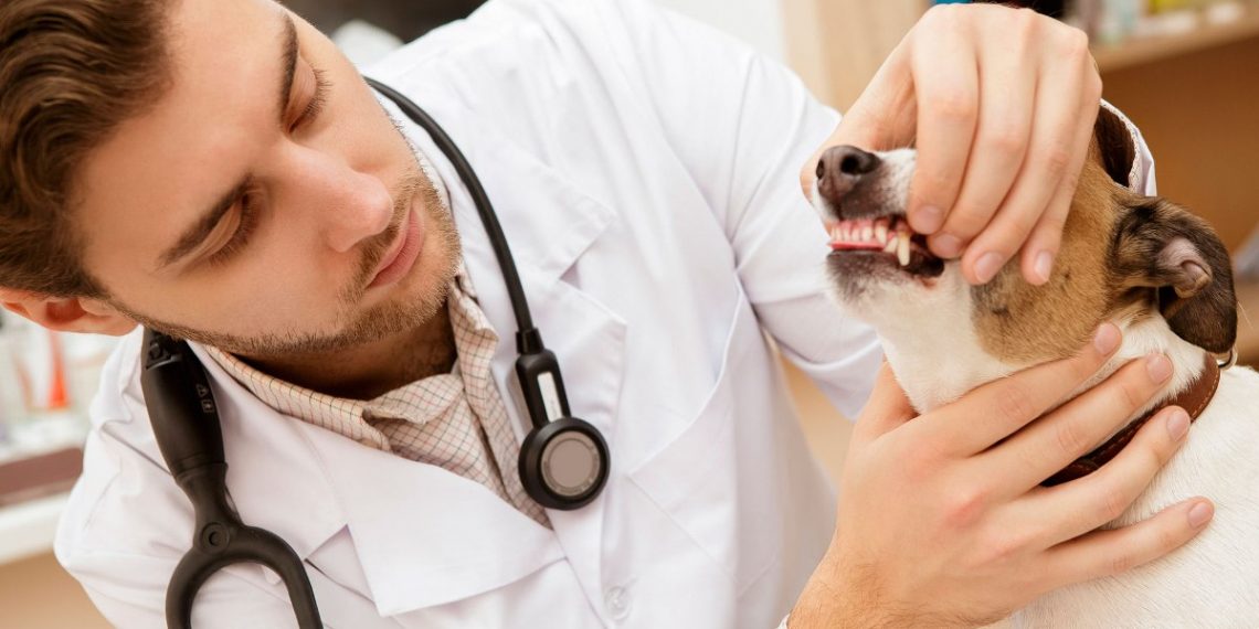 Правительство Армении намерено улучшить условия работы ветеринаров