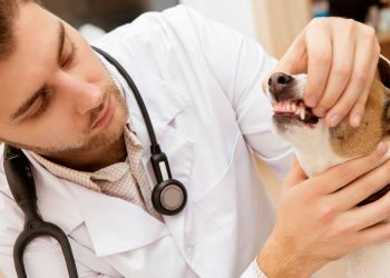 Правительство Армении намерено улучшить условия работы ветеринаров