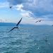В мае уровень воды озера Севан поднялся на 18 сантиметров